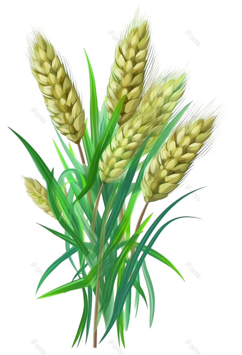 叶子图片,小满元素,麦子PNG,麦田免抠素材